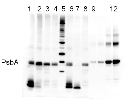 western blot detection using anti-PsbA antibodies on Prochlorococcus sp. 